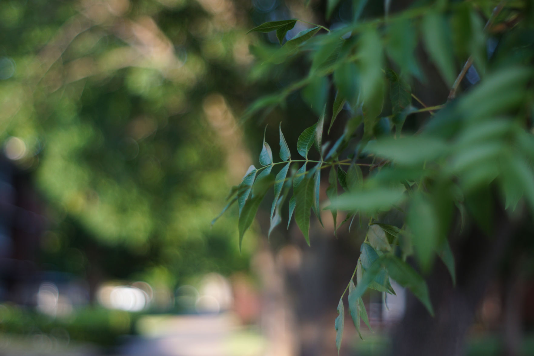 Leaves